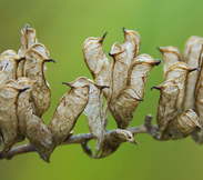 Frankfurtpflanzen10 183.jpg